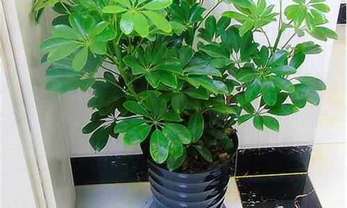 生肖属虎的专属植物-生肖属虎的专属植物图片