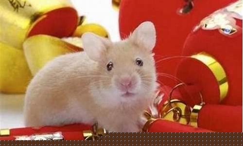 属鼠的最旺生肖是什么-属鼠的什么生肖最好运
