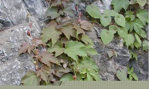 爬山虎属什么生肖-爬山虎的虎是什么意思